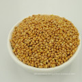 Chinese Yellow Broom Corn Millet For Sale